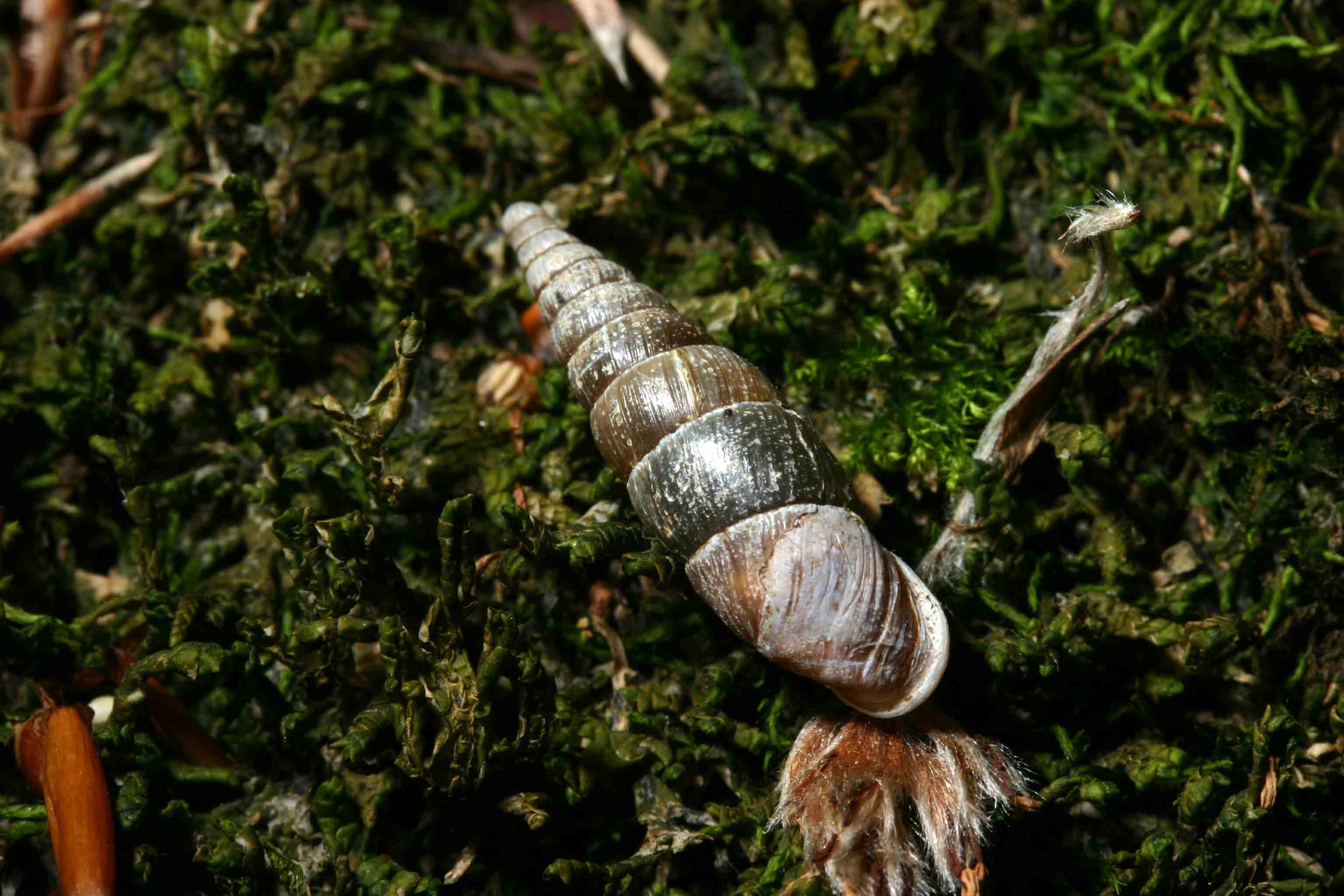 Cochlodina (Cochlodina) laminata (Montagu, 1803)  (TE)